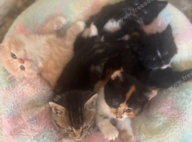 Beautiful well handled kittens