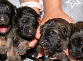 KC QUALITY GERMAN SHEPHERD PUPPIES
