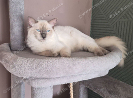 Male ragdoll