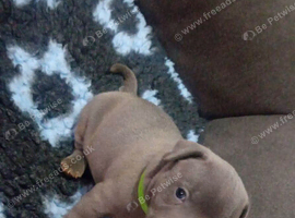 Staffordshire bull terrier