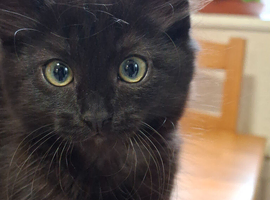 Super cute fluffy black/ brown kittens - OBO