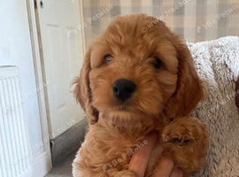 F2B Cockapoo puppies (2 girls, 2 boys)