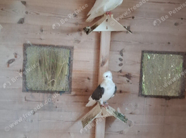 German owls for sale