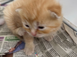 Mixed breed kitten