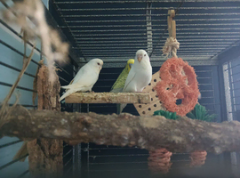 3 budgies and large cage