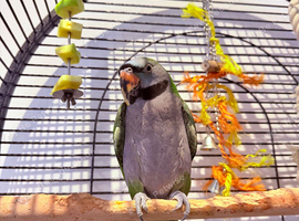 Derbyan parrot needing an experienced home