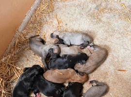 Outstanding Working-Bred Whippet Lurcher Puppies