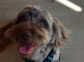 Beautiful male cockapoo for stud
