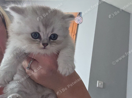 Mixed litter british short hair/longhair ready to go 9th of october