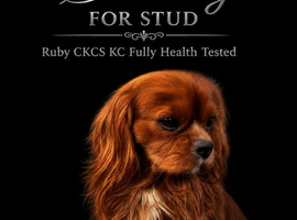 Kc Health Tested Ruby Cavalier King Charles At Stud