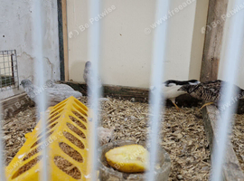 Button quail for sale