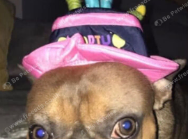 Male Frenchie
