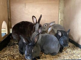 Mini Rex crosses