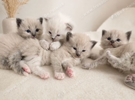 Ragdoll kittens