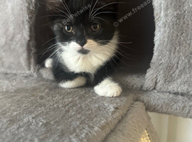 Lovely kitten boy