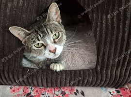 Beautiful Tabby Girl