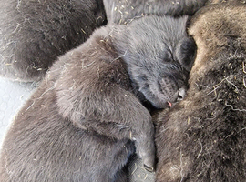 German shepherd pups