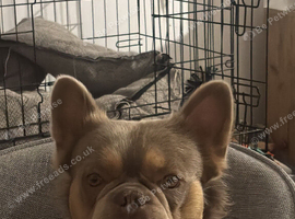French bulldog pups