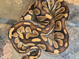 Royal python and Leopard Geckos for sale
