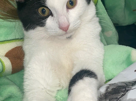 Female Cat for sale