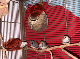 Zebra finches