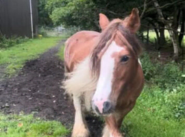Solid cob mare