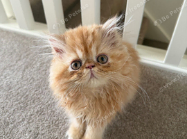 Persian male kitten