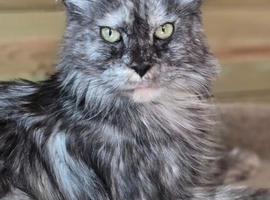 Maine coon female