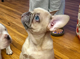 Last 2 of liter looking for forever homes