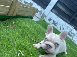 French bulldog