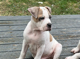 12 weeks Alaphaha x American bulldog