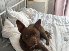 Border collie cross x French bulldog