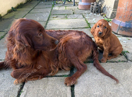 TWO BOYS AVAILABLE