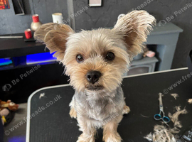 Beautiful Yorkshire terrier boy