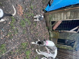4 weeks old Luckcher pups Suluky bull greyhound