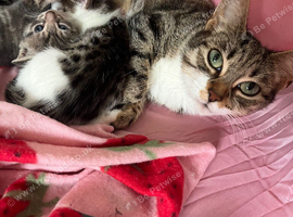 White and tabby mixed kitten 9 weeks