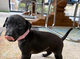 Beautiful Italian Greyhound Pups