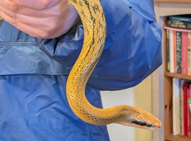 Chinese Beauty rat snake (Elaphe / Orthriophis taeniura)