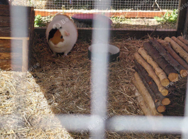 Bonded pair of 8 month old boars & 4x2 C&C cage