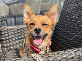 Looking for a fox face German spitz for stud