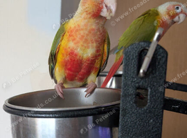 Conure parrot