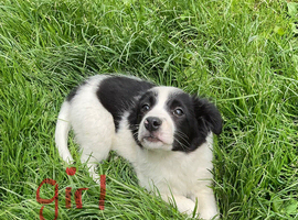 Collie cross Jack Russell