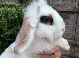 Lionhead