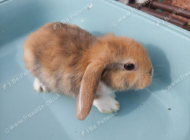 Mini lop girl
