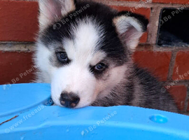 Gorgeous Pomsky puppies
