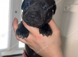 Labrabull