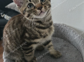 Tabby boy