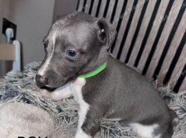 Wippet puppies for sale x5 Boys x1 Girl