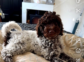 1 beautiful cockapoo boy puppy left