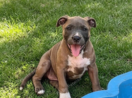 Adorable very rare blue fawn female staff pups